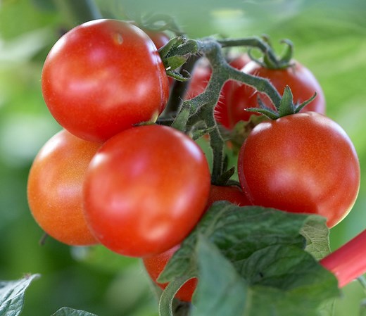 How to Grow Tomatoes for Delicious Garden-to-Table Results
