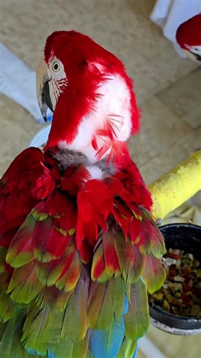 Caring for Macaws: Tips and Insights