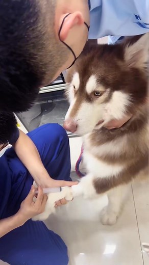 Reactions to anesthesia in dogs#dog#funny#funnyanimals#funnypets#anim | Pet's Store