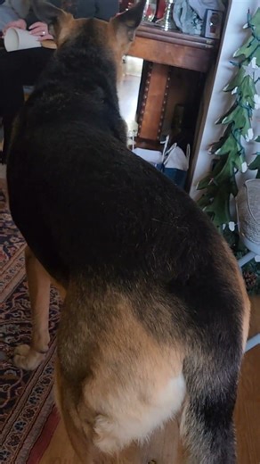 I am not just a dog, I am family. #shorts