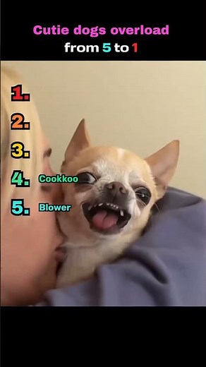 These Dogs Are TOO Adorable #doggo #cute #dogs