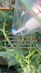 Vibrating Toothbrush Tomato Hack: Boost Flower Pollination