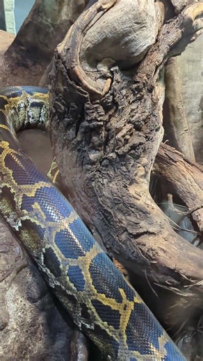 python body #familia #hijo #mama #papa #abuelo #abuela #padre #madre