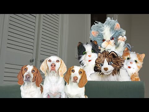 Dogs vs Cat Invasion Prank! Funny Dogs Maymo & Potpie and Puppy Indie Battle Cat Apocalypse