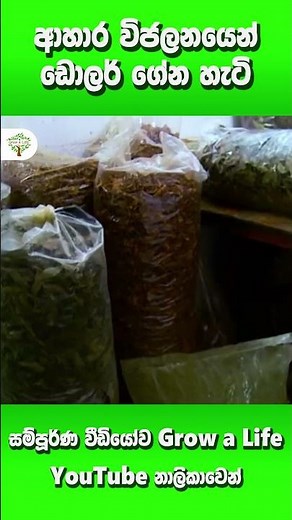 ආහාර විජලනයෙන් ඩොලර් ගේන හැටි ‪@GrowaLife‬ #dehydration #foodtech #foodexport #nawamini #dollartree