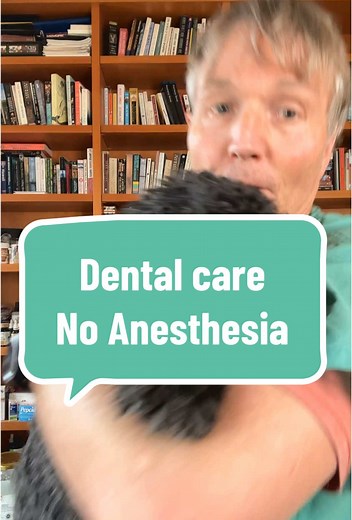 Dog Dental Care: Home Remedies and Natural Toothpaste