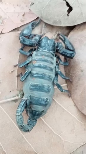 Exploring the Fascinating World of Scorpions Up Close