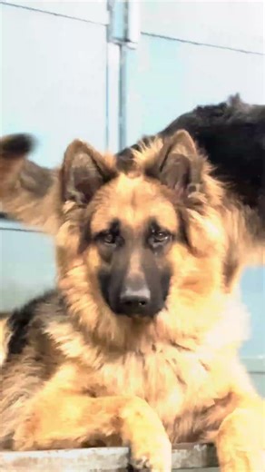 German Shepherd Male vs Female together! 💀☠️😈😈