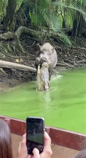 Wild Boar vs. Crocodile: A Thrilling Encounter in the Wild! 🐗🐊 #wildlife #nature #ai
