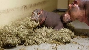 19K views · 963 reactions | When you (think you) have your Valentine’s Day candy all to yourself. : Jamie | Memphis Zoo | Facebook
