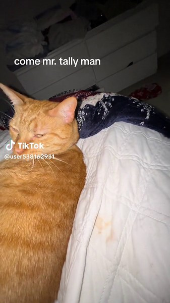 Cat Tally Banana - Fun TikTok Compilation