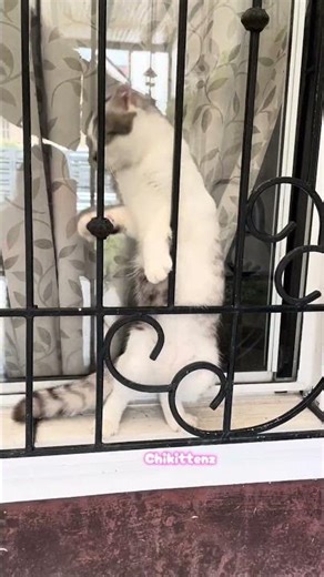 Chobi’s Window Adventure #cutecats #cuteanimal #cutepets