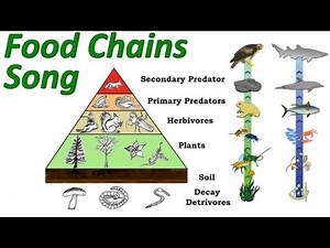 Food Chains: Mr W's Trophic Levels and Pyramid of Energy Song!