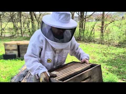 Adding Space in March to Booming Bees