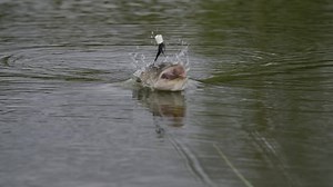 341 reactions · 68 shares | You’ve been dreaming of a fishing trip up north. That wild, untouched wilderness. The uncrowded lakes and rivers. That incredible fishing. Let your soul find its purpose in the wide-open waters of Saskatchewan. | Fish and Hunt Saskatchewan | Facebook