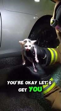 Rescue Worker Rescues Kitten Trapped In A Flooded Parking Garage ! #AIAnimalRescue