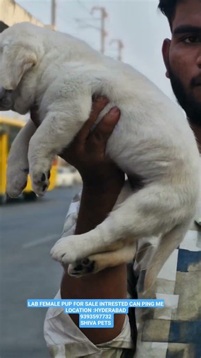 full heavy size lab female pups available location hyd #labrador #trending #pets #labradorlovers