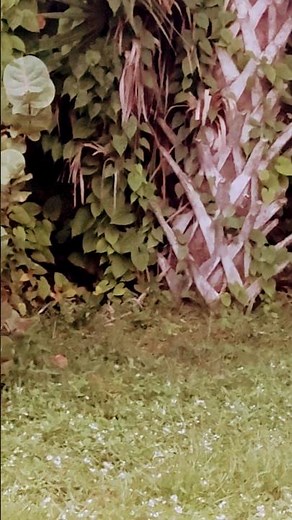 Unexpected Backyard Guest 🎥#armadillowatch