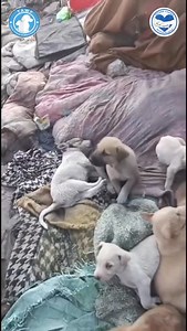 Dog culling is tearing families apart. Mothers are ki**ed, and their babies are left behind to freeze or starve under open skies. This is not control — it is cruelty. Our shelter is beyond full. We are drowning under unpaid bills, exhausted teams, and nonstop emergencies — but we cannot leave these babies outside to die. They need us. And we need you now more than ever. Please speak up. I believe the media has power. We all have a voice — let’s use it loudly. Silence allows this to continue. 💳 