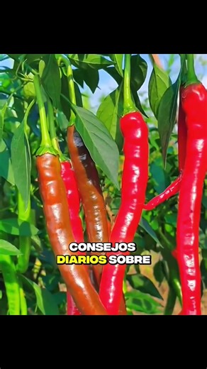 Poda Estratégica para la Pimenteira Después de su Primera Flor