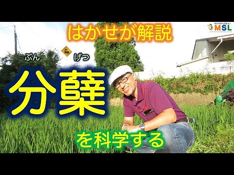 はかせが解説「分蘖（ぶんげつ）を科学する」