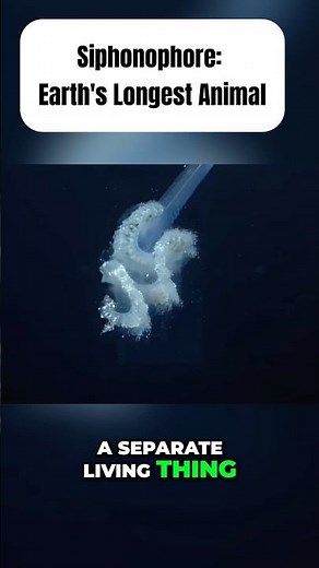 Siphonophore: The Longest Animal on Earth