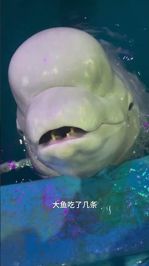 Cute Dolphin Eating Fish | Relaxing Ocean Wildlife Scene 🐬🌊