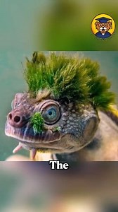 33K views · 462 reactions | 8 Insane animal facts you've probably never heard before! #wildlifeplanet #facts #animalfacts #animallife #animals #wildlife #shorts #nature | Be Animal Facts | Facebook