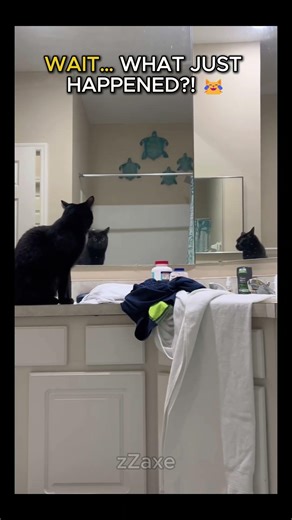 When Cats Get Confused 😹 Funny Cat Reactions