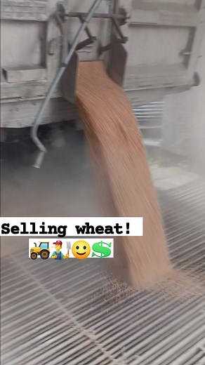 1.8K views · 23 reactions | Now that our wheat is all harvested and...