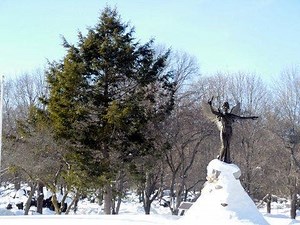 Medford's Tree of the Week