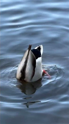 Classic mallard dabbling—head down, calm all around.