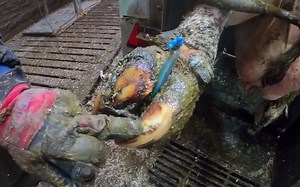 【超下饭修牛蹄】巨大的蹄子问题。。。令人难以忍受的牛脚