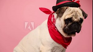 side view of a cute small pug dog wearing a red bandana and a black hat, sitting, looking around and blinking on pink background