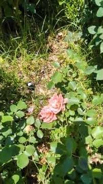 Rose Garden Tour at McKinley Rose Garden in May 2026 - Part 14