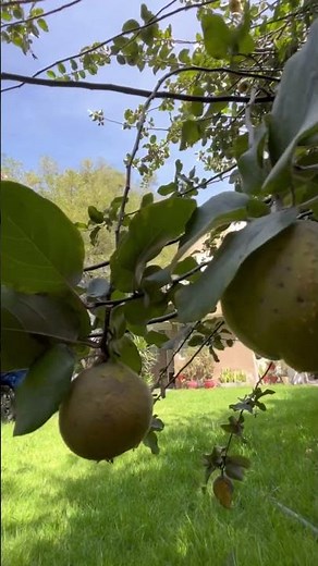 What Is Membrillo? Spain's Beloved Quince Paste