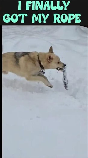 Husky Dobby Hops Through Snow Like a Rabbit Hunting Wabbits 🐰