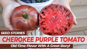 Cherokee Purple is our favorite dark tomato! Its mysterious origins and great flavor make it an iconic heirloom variety. | Baker Creek Seeds