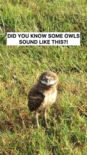 National Park News | We didn’t expect to hear THAT sound from this little owl! Listen as a burrowing owl hisses like a rattlesnake. It’s believed to be a... | Instagram