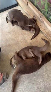 Happy World Otter Day❤️🦦