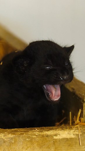 216K views · 18K reactions |  Let's celebrate the incredible journey of Inka, the fearless black jaguar! Witness her remarkable growth from a cute cub to a majestic jaguar as she embarks on a new chapter at @Chester Zoo!  Wishing you all the luck and excitement in your new home, Inka!  #cub #blackjaguar #blackjaguarcub #jaguar #newhome #adventure | The Big Cat Sanctuary | Facebook