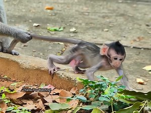 Poor Baby Monkey Cries for Milk & Hugs! Mama Ignores Him Heartbreaking! Will Mama Finally Respond | Monkey Video