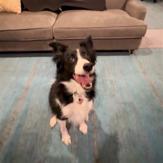 Indi the Singing Dog: A Heartfelt Performance