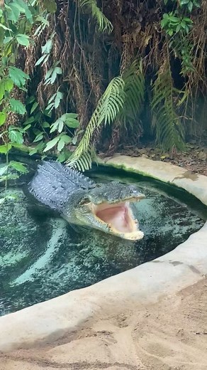 Crocodile Yawning at Toledo Zoo | Amazing Video of Baru the Crocodile