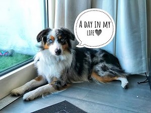 A day in the life of my mini Aussie