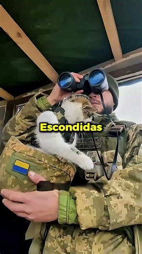 This soldier broke all the rules and smuggled his cat into the army... 🤫🐈