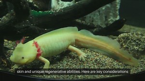 Axolotl Tank Filtration