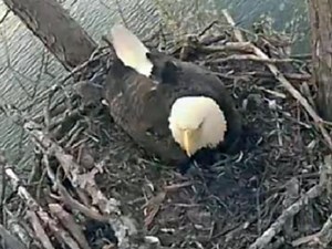 Watch the Jordan Lake eagle-cam