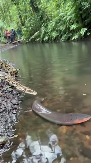 ''it seems like the python has no idea about the electric eel.”#wildlife #wildlifeshorts