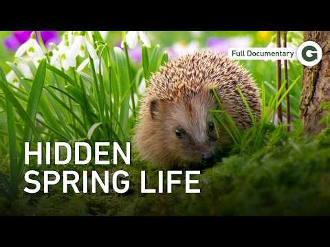 A Season Begins: Life Returns to the Garden | Full Documentary